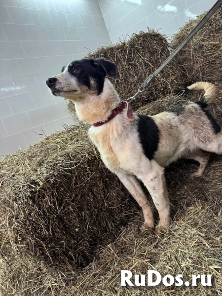 Ищут дом подросшие щенки. изображение 5