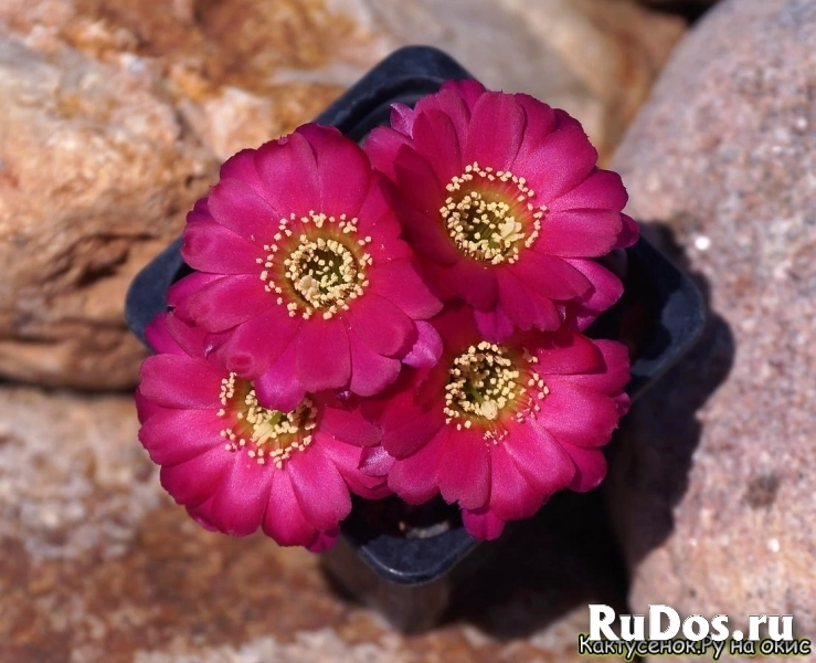 , купить растения изображение 8