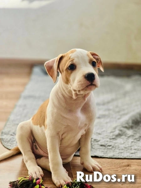 Красивые Щенки Амстаффтерьера ркф изображение 4