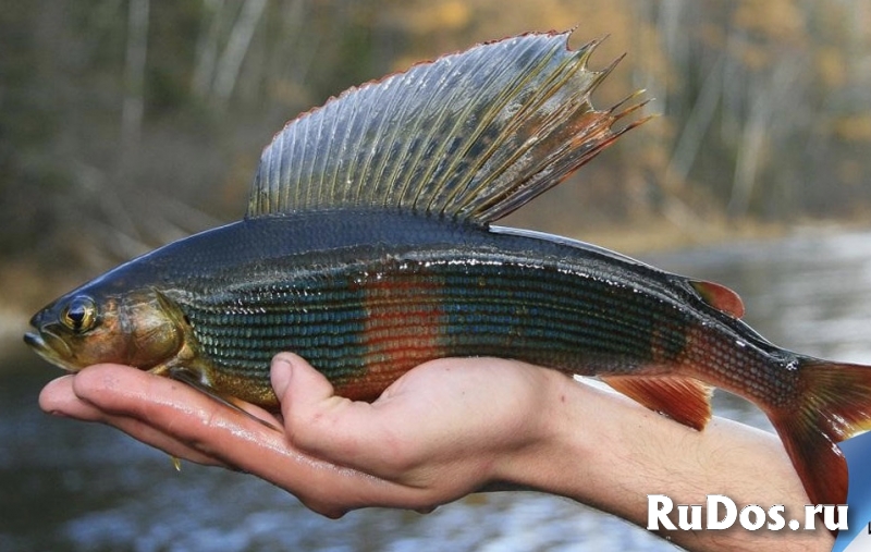 Ищу попутчика на рыбалку в Санкт-Петербурге (или г. Ломоносов) изображение 3