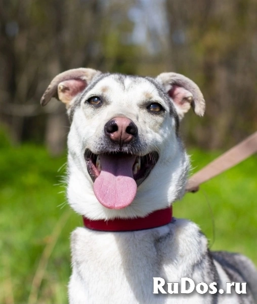 Северная красавица Луна в добрые руки изображение 6