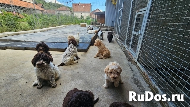 Лаготто Романьоло, щенки в наличии изображение 7