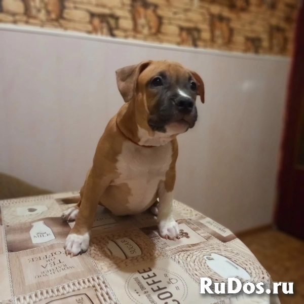 Красивые рыжие щенки Амстаффтерьера ркф изображение 6