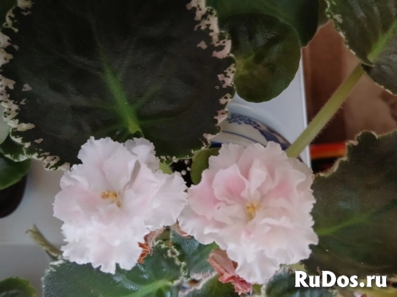 , купить растения изображение 3