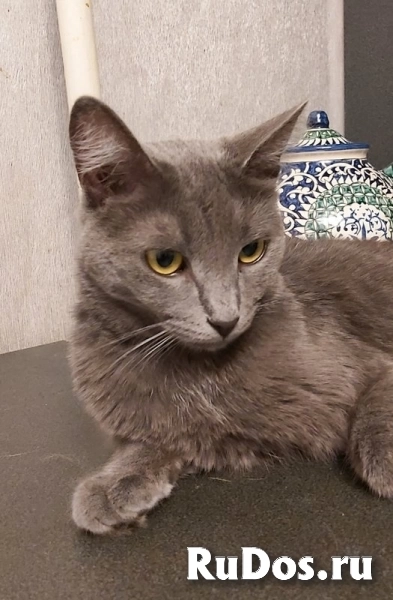 Дымка, русская голубая в добрые руки. изображение 6