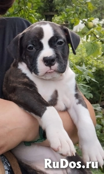 Тигровая малышка аст  ркф фотка