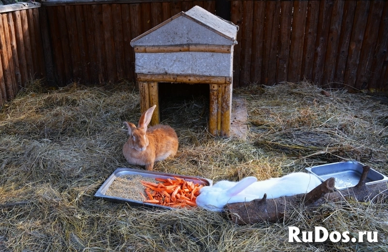 Качественные фото домашних любимцев изображение 3