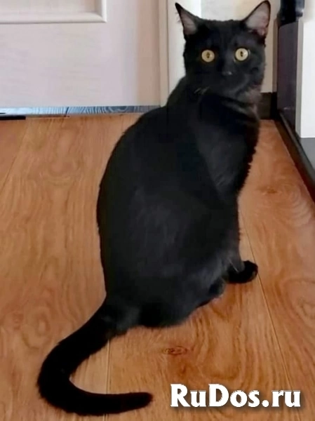 котик Сема остался без хозяина фотка