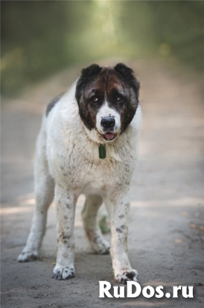Алабай Ирхан в добрые руки изображение 4