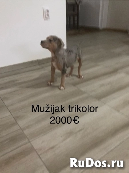 Питбультерьер изображение 4