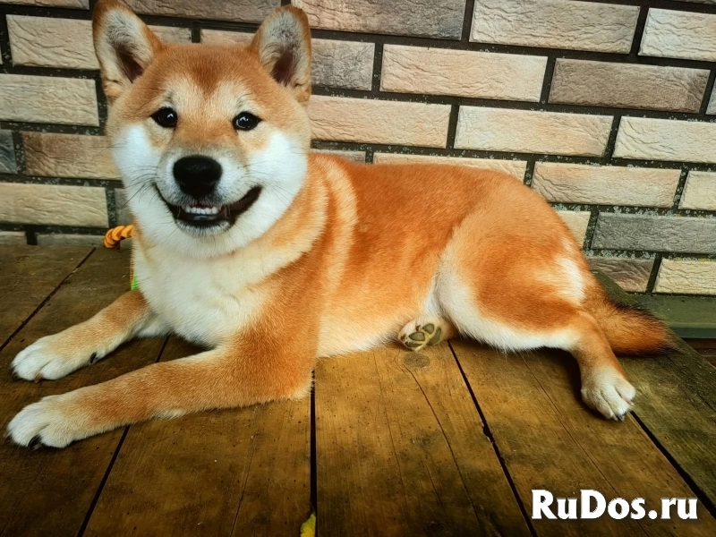 Щенок Сиба мальчик фото