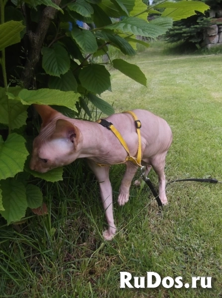 Котёнок канадского сфинкса фотка