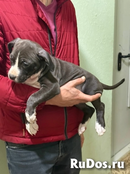 Голубая малышка Амстаффтерьера ркф фото