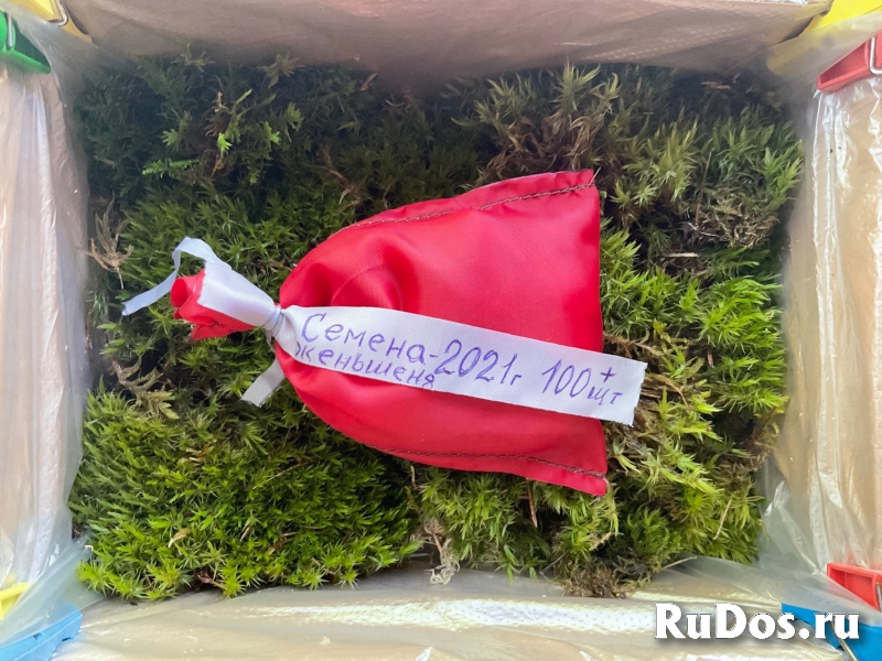 Женьшень семена приморских популяций фото