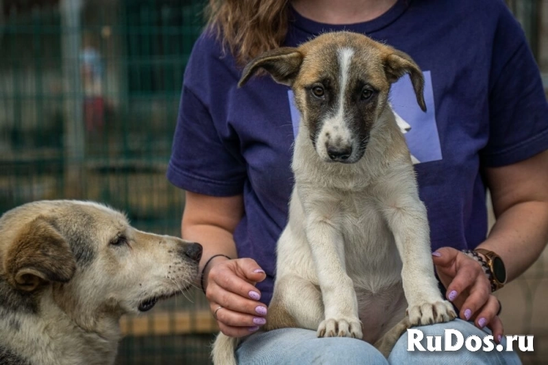Долли – малышка с надеждой в глазах, в самые добрые руки! изображение 3