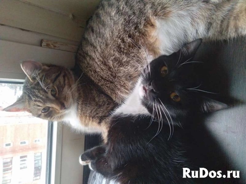 Сеня: без этого кота и жизнь не та! изображение 8