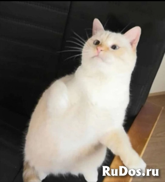 Весёлый и смешнючий Кот Лучик в дар фото