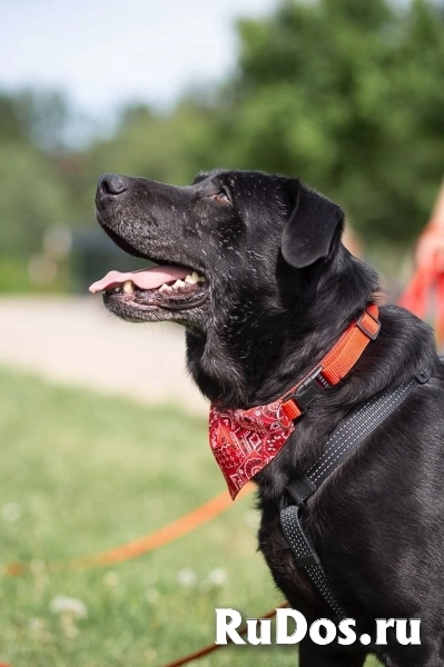 Дружелюбный Неро ищет дом и семью! изображение 8