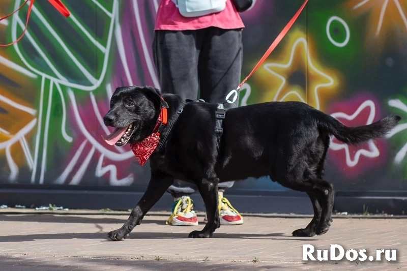 Дружелюбный Неро ищет дом и семью! изображение 3