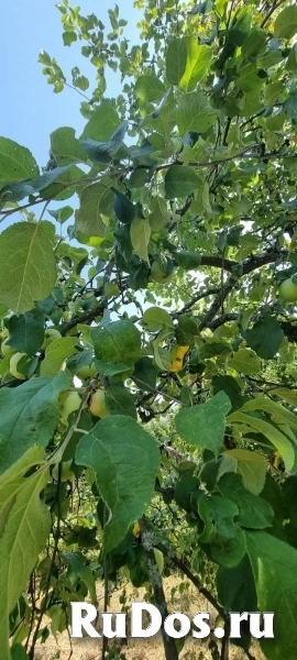 Продается Дом Владимирская область Петушинский район СНТ "Дубок" изображение 4