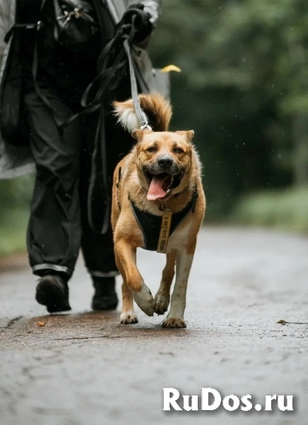Дружелюбный пес-компаньон Рэм ищет дом! изображение 5