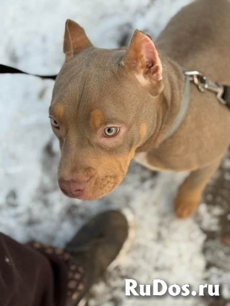 Лиловый триколор девочка Амбулли 6 месяцев изображение 6