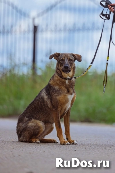 Чудеснейшая молодая собака Сэнди в добрые руки изображение 5