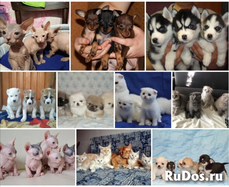 Питомник щенков доставка фотка
