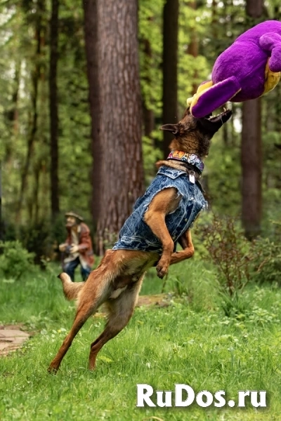 Красавчик Анзор ищет дом. изображение 6