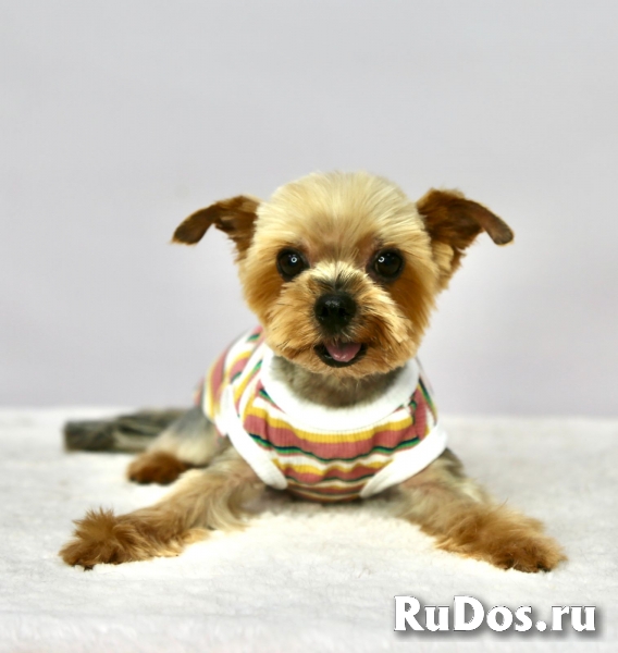 Чудесный пёсик Филимоша в добрые руки фото