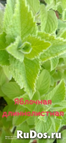 , купить растения изображение 8