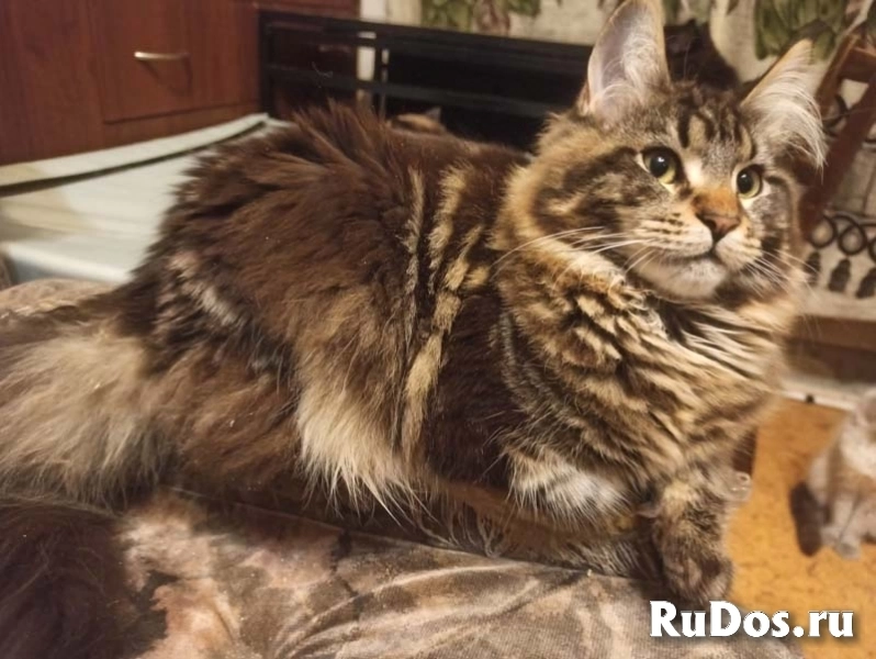 Котята мейн-кун мраморного окраса. фото