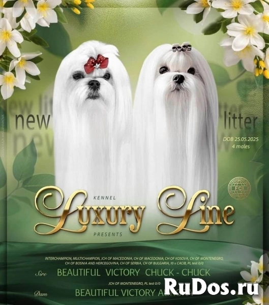 Мальтезе, отличная родословная изображение 5