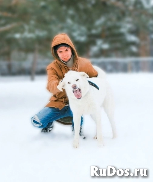 Красивая дрессированная собачка изображение 3