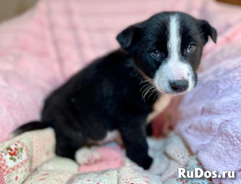 Чудесный щенок Кэп в самые добрые руки! изображение 6