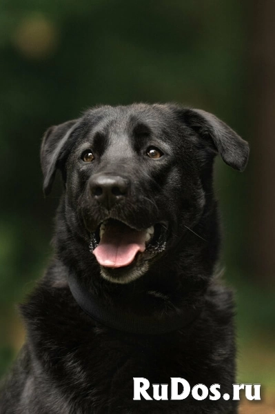 Чёрный богатырь Макс в добрые руки изображение 6