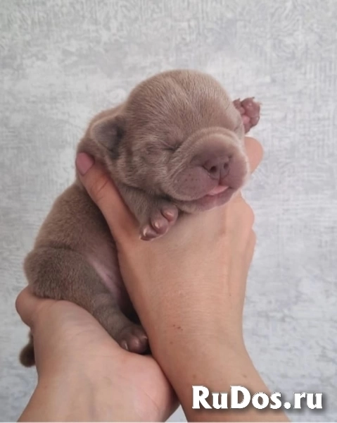 Раннее бронирование щенков Амбулли редкого окраса фотка