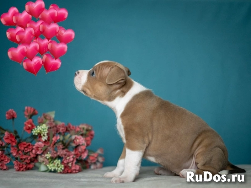 Очаровательные малыши аст ркф изображение 4