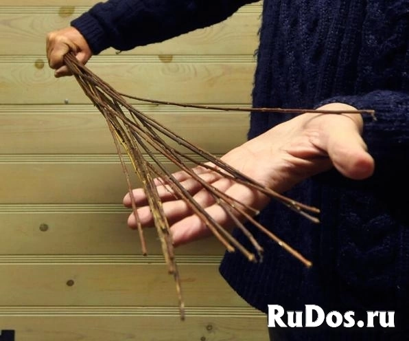 Возьму на воспитание семейную пару или  одинокую сударыню фотка