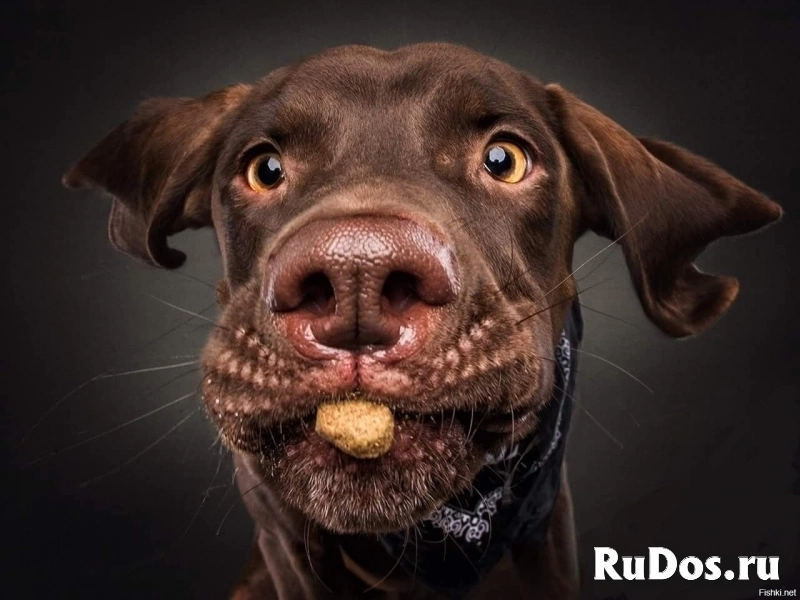 Работа для всех / Упаковщики в Тульскую обл. / РФ/СНГ / Жилье фото