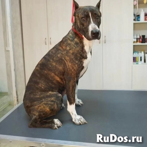 Замечательная Ляля в добрые руки! фото