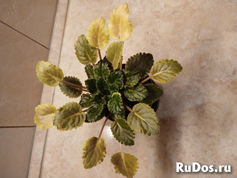 , купить растения изображение 3