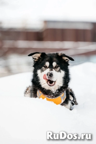 Метис маламута Берт в поисках лучшей семьи. изображение 6