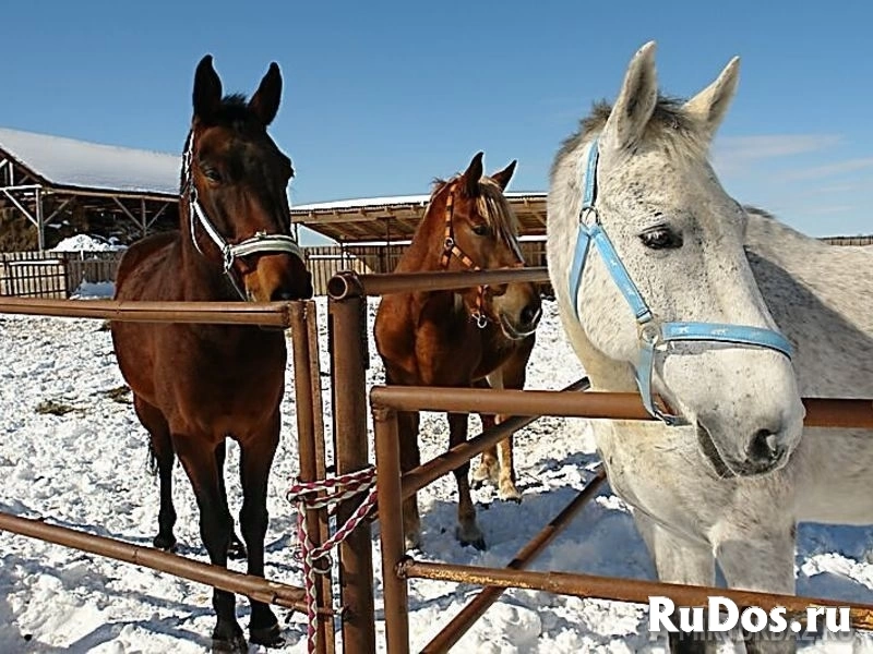 Зимний отдых на природе в Подмосковье! изображение 4