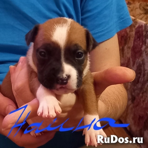 Чудесные мальчики и девочки аст бронь изображение 8