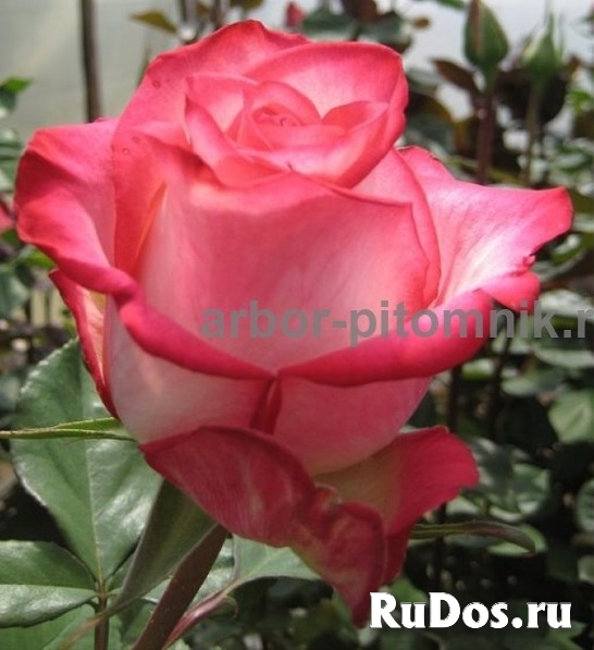 Саженцы кустовых роз из питомника, каталог роз в большом ассортим изображение 7