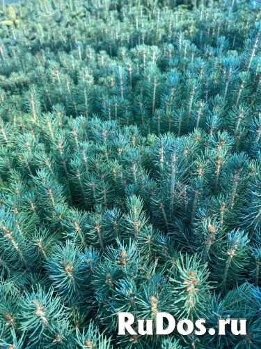 , купить растения изображение 4