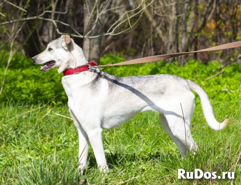 Северная красавица Луна в добрые руки изображение 9