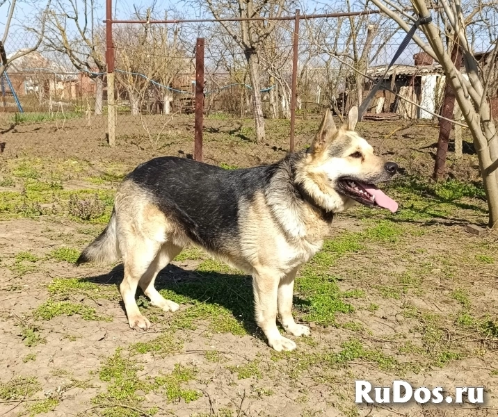 Мега-ласковый пёс Арчи в добрые руки изображение 4