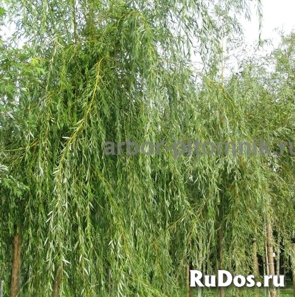 , купить растения изображение 6